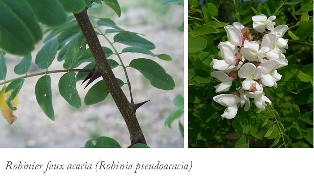 Branche et fleur d'un Robinier