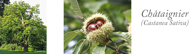 Arbre chataignier et son fruit à coque la chataigne