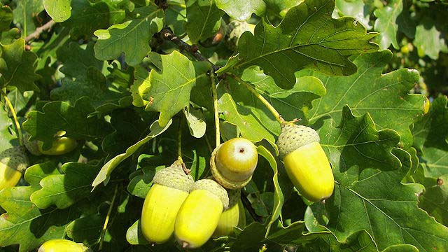 Feuille et fruit du chêne pédonculé