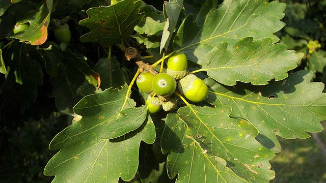 Feuille et fruit du chene sessile