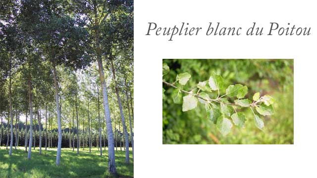 Plantation d'une peupleuraie blanc du Poitou